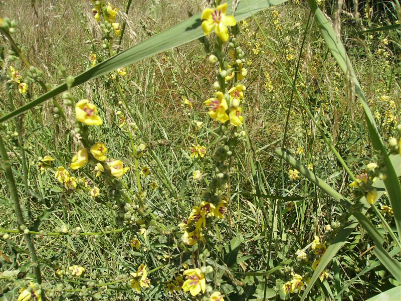 Grappoli di fiorellini gialli - Verbascum sinuatum